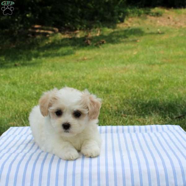 Kylie, Shih-Poo Puppy